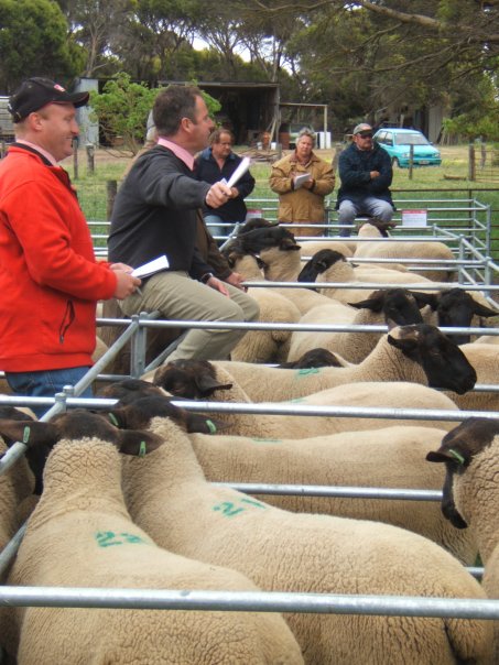 2012 Annual Curlew Valley Suffolk Sale