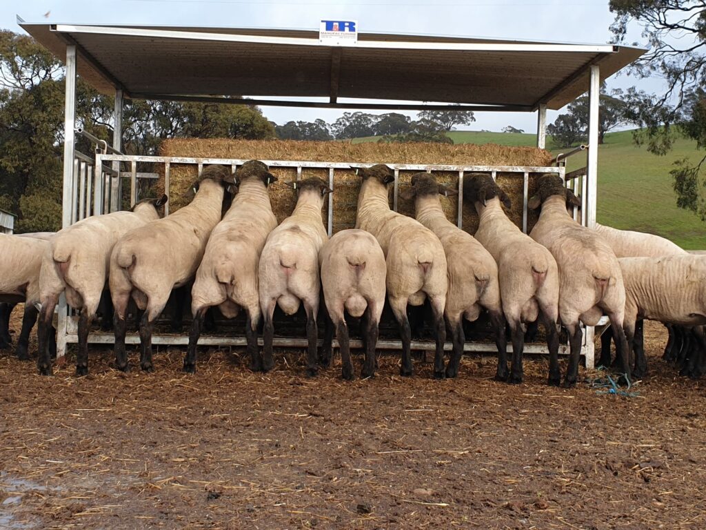 2020 Suffolk Sale Rams - Curlew Valley Suffolks