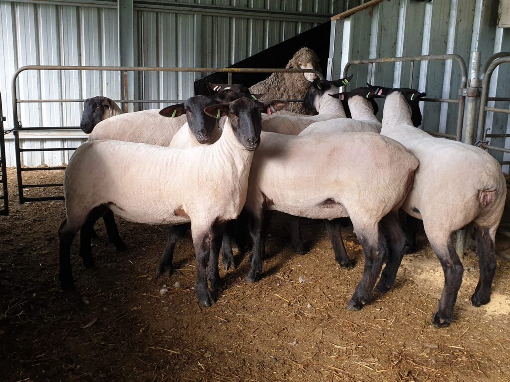 2020 Suffolk Sale Rams - Curlew Valley Suffolks