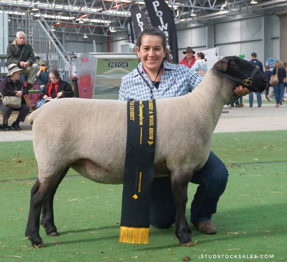 Missy - Champion Suffolk Ewe Trifecta 2019