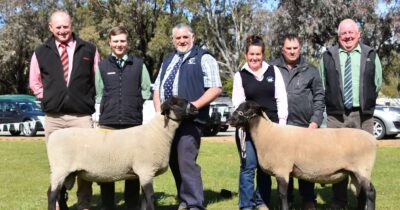 2019 Curlew Valley Suffolk Sale